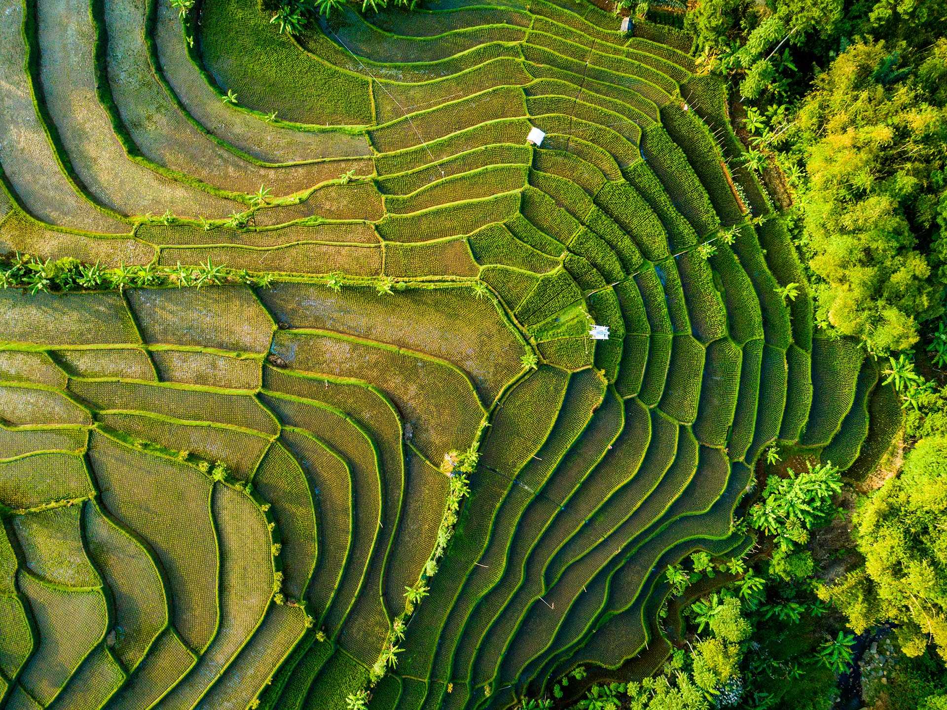 Rice fields stucture from above