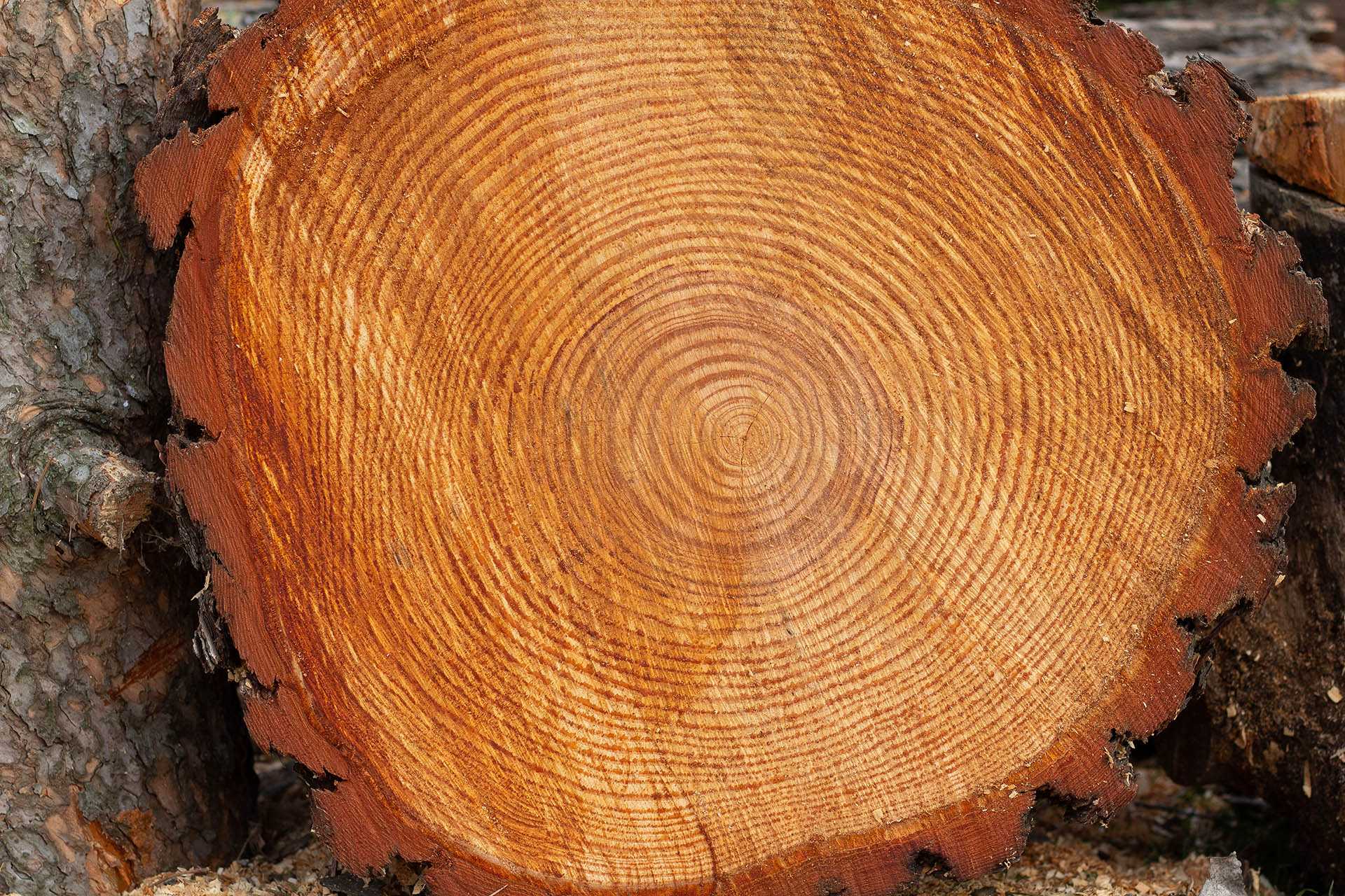 Annual rings of a tree trunk