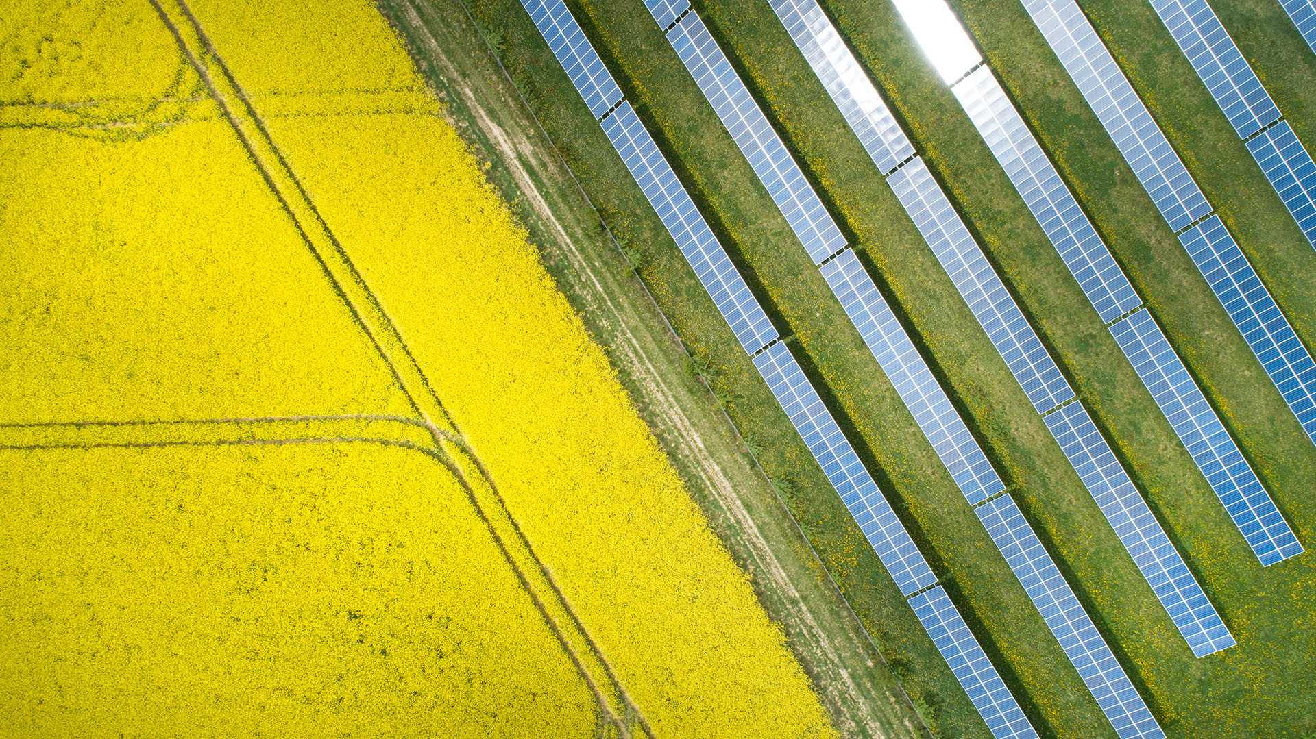 Rapsfeld neben einem Solarfeld